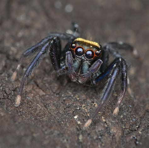 20 Common Spiders Found In South Africa 2023 Bird Watching Hq