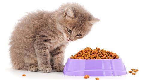 Kitten Foods What Are The Nutritional Values Stpartysday