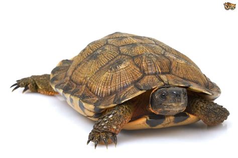 Turtles that live on land | Pets4Homes