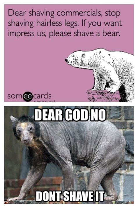 Shaved Bears Are The Most Terrifying Things Ever Funny Memes Shaved