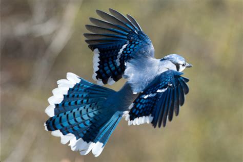 Steve Courson Blue Jay In Flight Beautiful Birds Animals Beautiful