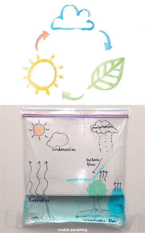 This updated water cycle diagram from the usgs is perfect for kids! Water Cycle | Science experiments kids, Science for kids ...