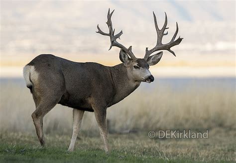 Non Typical Mule Deer In Shadows Dennis Kirkland Flickr