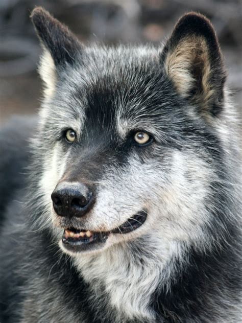 Wolf Face Photo