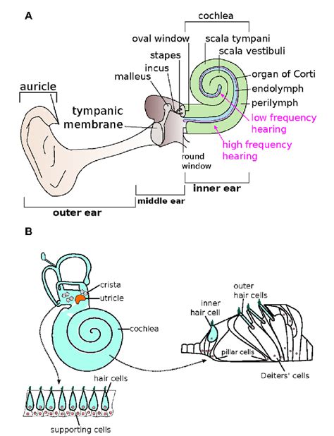 Figure 1 From Recent Advancements In The Regeneration Of Auditory Hair