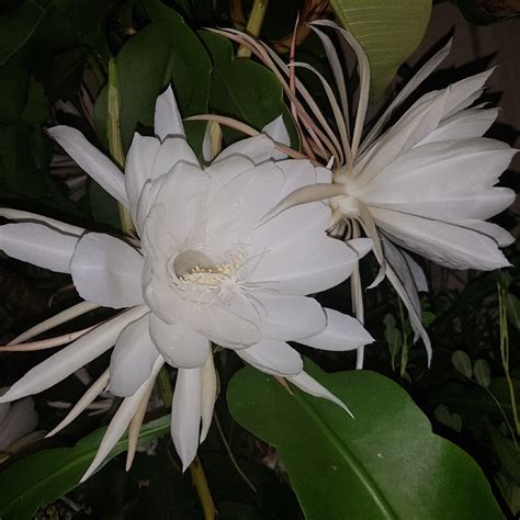 Epiphyllum Oxypetalum Orchid Cactus Queen Of The Night In Gardentags