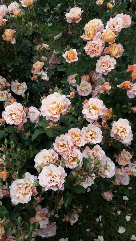 Floral wallpaper iphone flower background wallpaper disney phone wallpaper dark wallpaper cellphone wallpaper nature wallpaper flower backgrounds wallpaper backgrounds aesthetic. Pin by Eranah Mala on photography | Aesthetic flowers ...