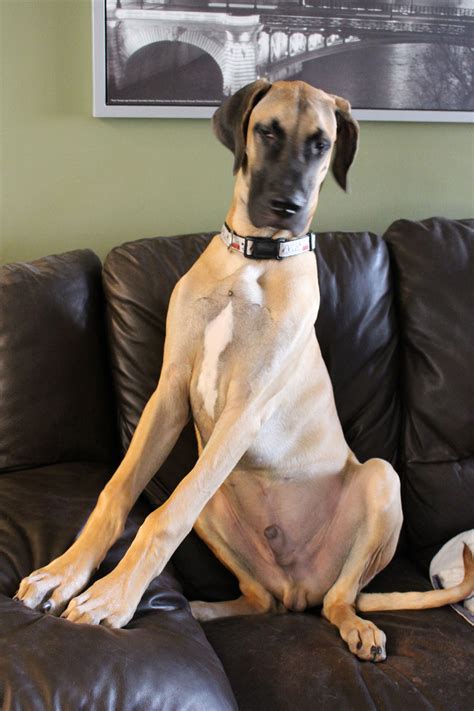 Steve The Great Dane Looking Very Tall 6 Months Old Great Dane