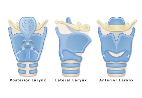 Thyroid Anatomy And Physiology