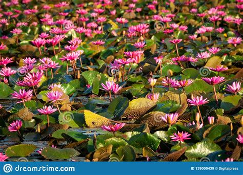 Lotus Flower Lake Stock Image Image Of Botany Thailand 139000439