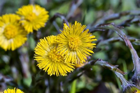 Flower Of The Coltsfoot Tussilago Farfara In Spring Stock Photo