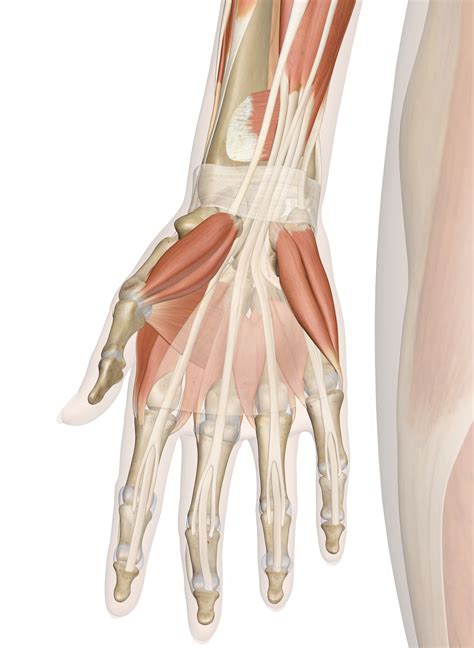 Muscles Of The Hand And Wrist Interactive Anatomy Guide