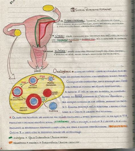 Mapa Mental Sistema Reprodutor Feminino Aparelho Reprodutor Images