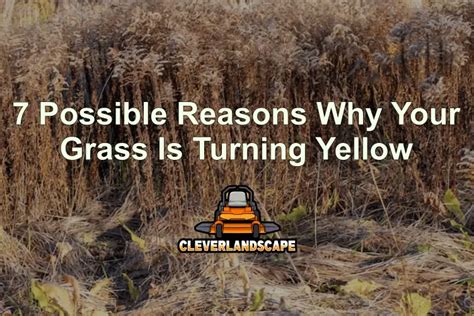 7 Possible Reasons Why Your Grass Is Turning Yellow Cleverlandscape