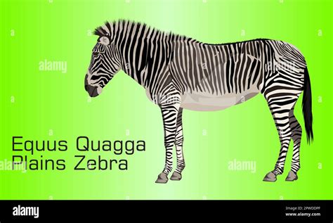 Plains Zebra Illustration Stock Vector Images Alamy