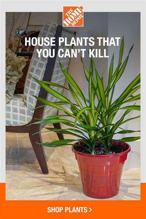House Plants That Add To Your Home And Are Easy To Maintain Found At