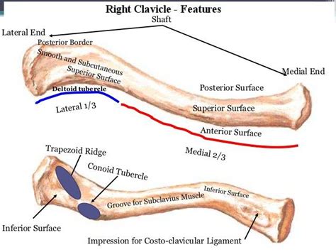 Clavicle Collarbone Medical Anatomy Anatomy Bones Upper Limb Anatomy