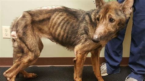 Petition Update · Help Put A Stop To Animal Cruelty ·