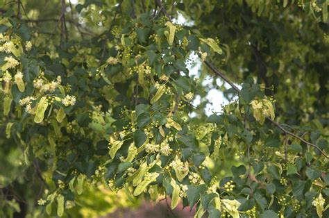 How To Grow And Care For Little Leaf Linden