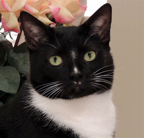 Tuxedo Cat Face 2 Kostenloses Stock Bild Public Domain Pictures