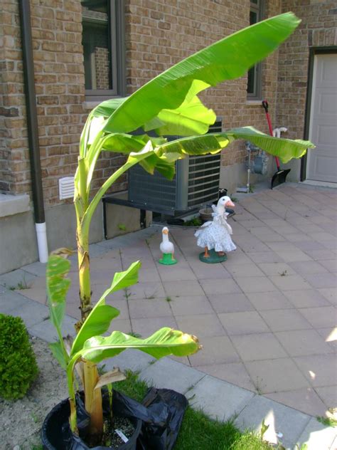 We'd like you to see the quality of plants you will. Plant Zone: Banana Butchery (Musa basjoo)