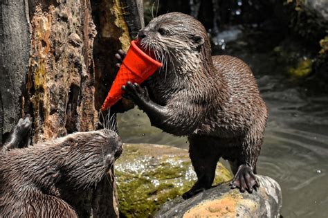 201 Cute Otter Names That Will Have Everyone Talking Animal Hype