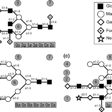 N Linked Glycan Structures And Their Corresponding Glycodigit Codes