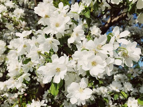 Spring Snow Flowering Apple Tree Fruitless Crabapple