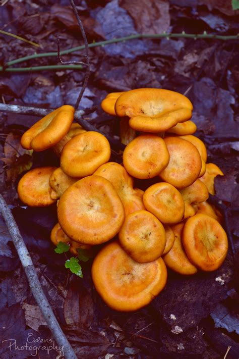 Orange Mushrooms Old Mans Cave Hocking Hills Nikon 2011 D3100 Orange
