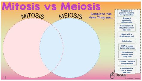 Mitosis Vs Meiosis Venn Diagram