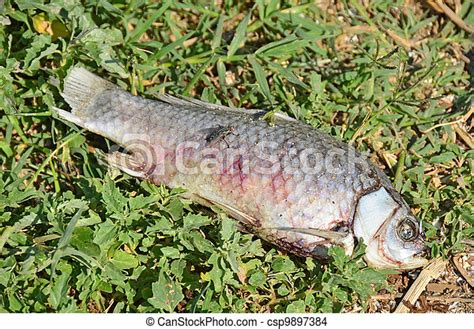 Dead Fish And Fly On Grass Near Lake Canstock