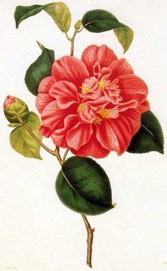 We did not find results for: camellia draw line - Pesquisa Google | Botanical prints ...