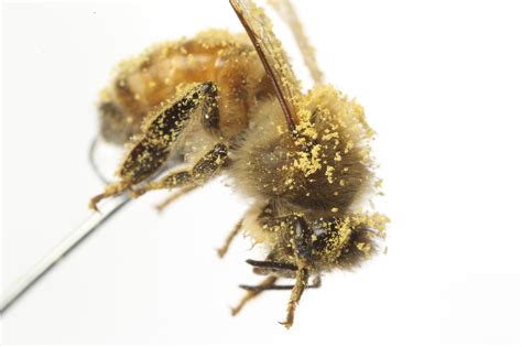 Hair Spacing Keeps Honeybees Clean During Pollination News Center