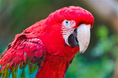 In general, jpg is good for images that contain photographic elements. Parrot images free stock photos download (100 Free stock ...