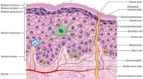 Skin Functions Layers Cells Color And Structure