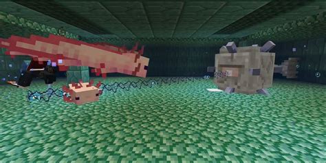 Minecraft Come Trovare Axolotl