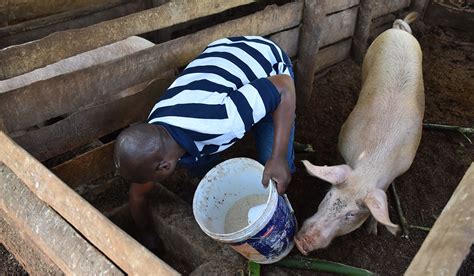 How To Feed Pigs National Agricultural Advisory Services