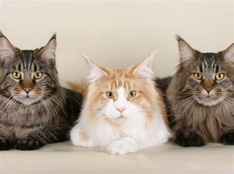 Stone Cougar Vs Maine Coon Breed Comparison Mycatbreeds