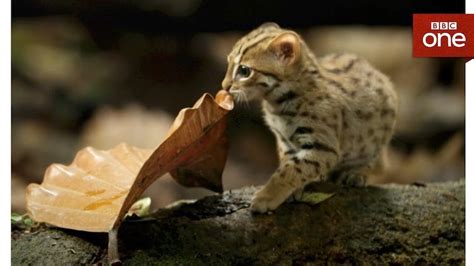 A Rusty Spotted Cat The Worlds Smallest Wild Cat