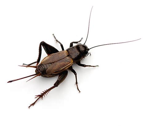 Cricket Insect Pictures Images And Stock Photos Istock