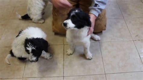 Goldendoodle puppies for sale in sc from health tested parents. Goldendoodle puppies - YouTube