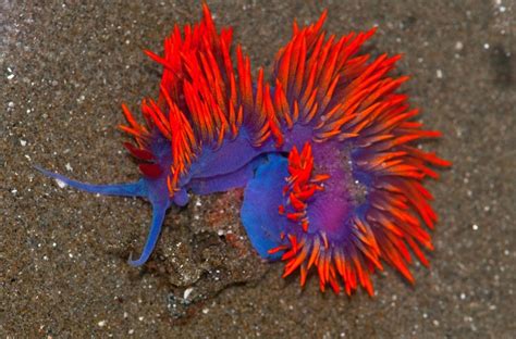 Absurd Creature Of The Week This Crazy Looking Sea Slug Has An