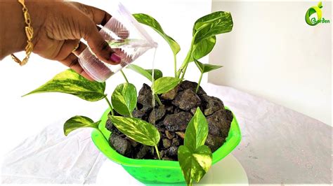 Money Plant Grow In Watermoney Plant Treepothos In Water Onlyorganic