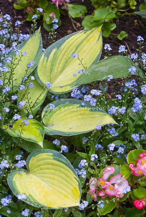 Hosta June In Garden Use Plant And Flower Stock Photography