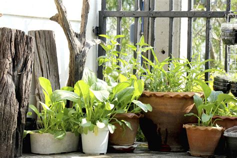 Great Outdoor Potted Plants For Your Home