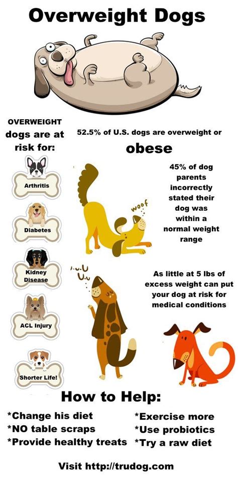 Infographic The Truth About Pet Obesity Trudog Overweight Dog