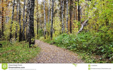 Autumn Leaves Falling In Park From The Deciduous Tree Branches