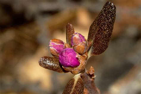 Buds Of Rhododendron In The Spring Stock Photo Image Of Rhododendron