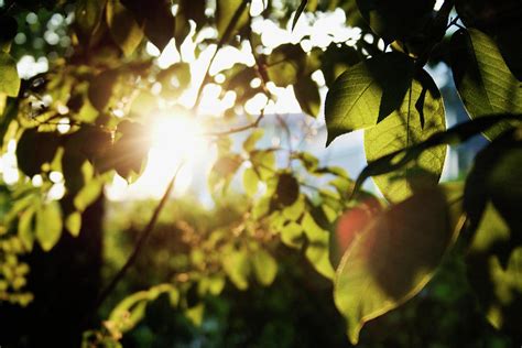 Evening Sun Shining Through Leaves Photograph By Johner Images Pixels