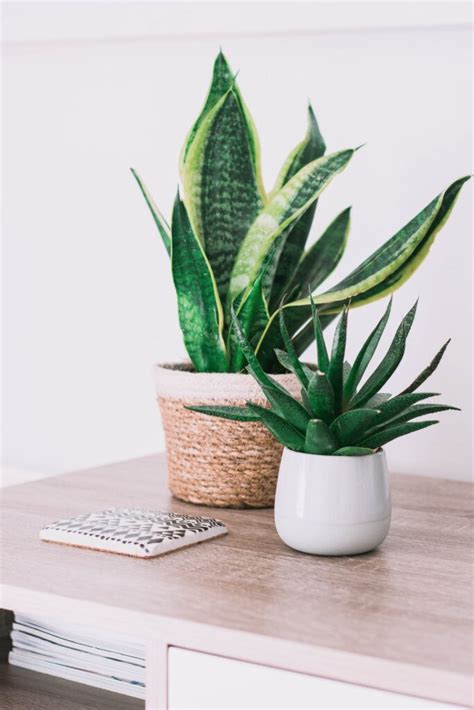 The snake plant, also known as viper's bowstring hemp, latin name sansevieria trifasciata, is a species of flowering plant in the family asparagaceae snake plants are popular indoor plants due to their tolerance of low light and sporadic watering regimes. Overwatered snake plant - Signs and solutions to save your ...